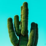 Christ, Cactus, and College Football